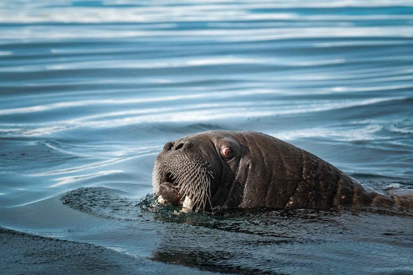 Новости мира / Интересные новости / Высокая смертность моржей отмечается на Чукотке