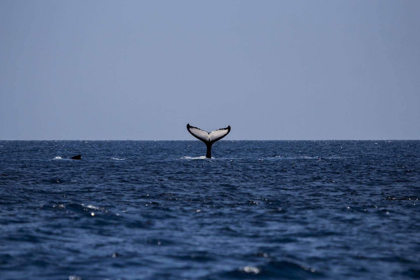 Новости мира / Интересные новости / Множество усатых китов приблизились к Антарктиде