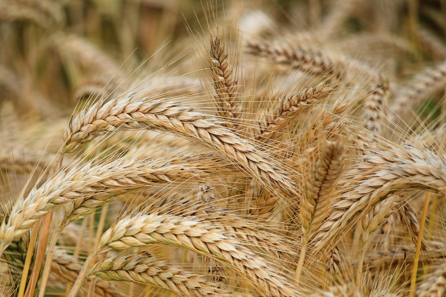 Новости Казахстана / Экономика в Казахстане / В Казахстане запретят ввоз зерна пшеницы