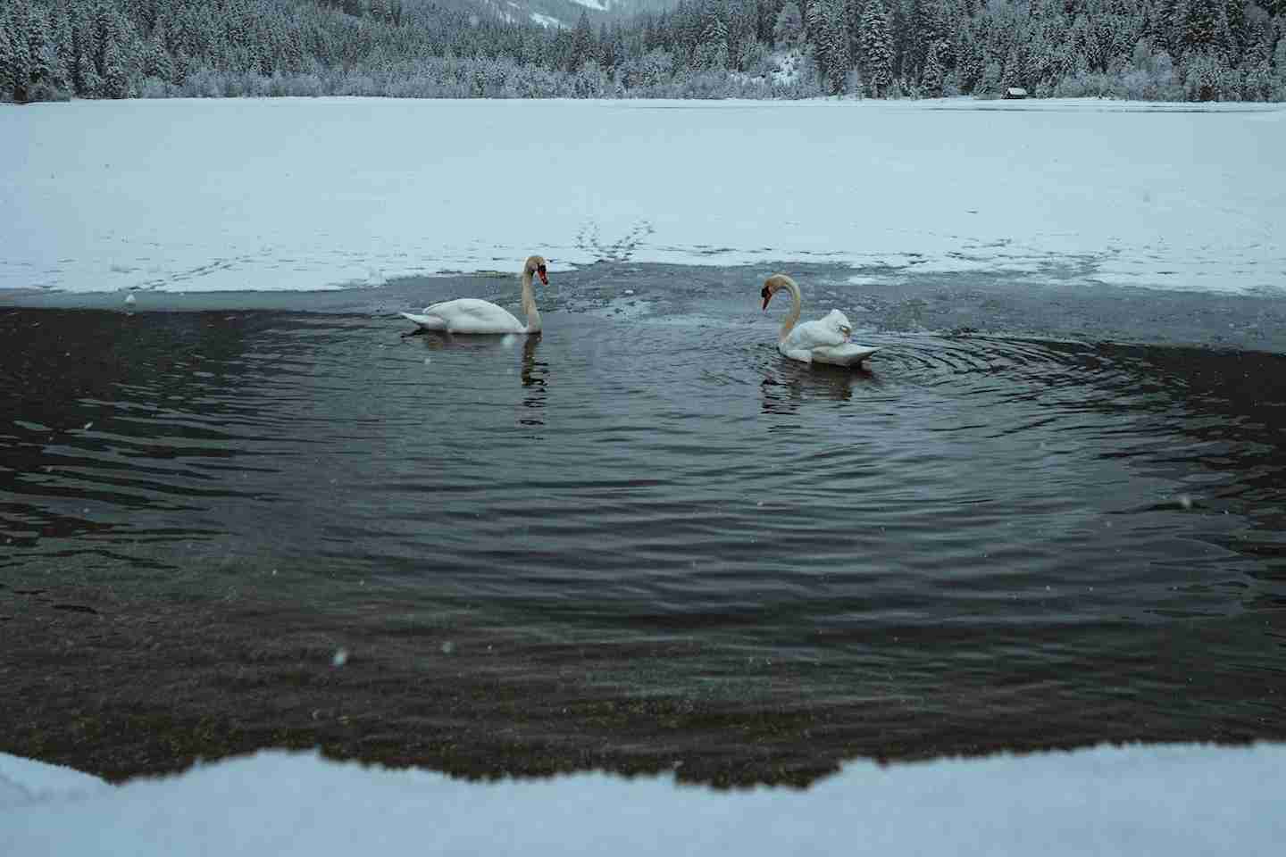 Новости Казахстана / Общество в Казахстане / Не сумевшие улететь на юг лебеди были спасены в Павлодарской области Новости Казахстана / Общество в Казахстане / Не сумевшие улететь на юг лебеди были спасены в Павлодарской области