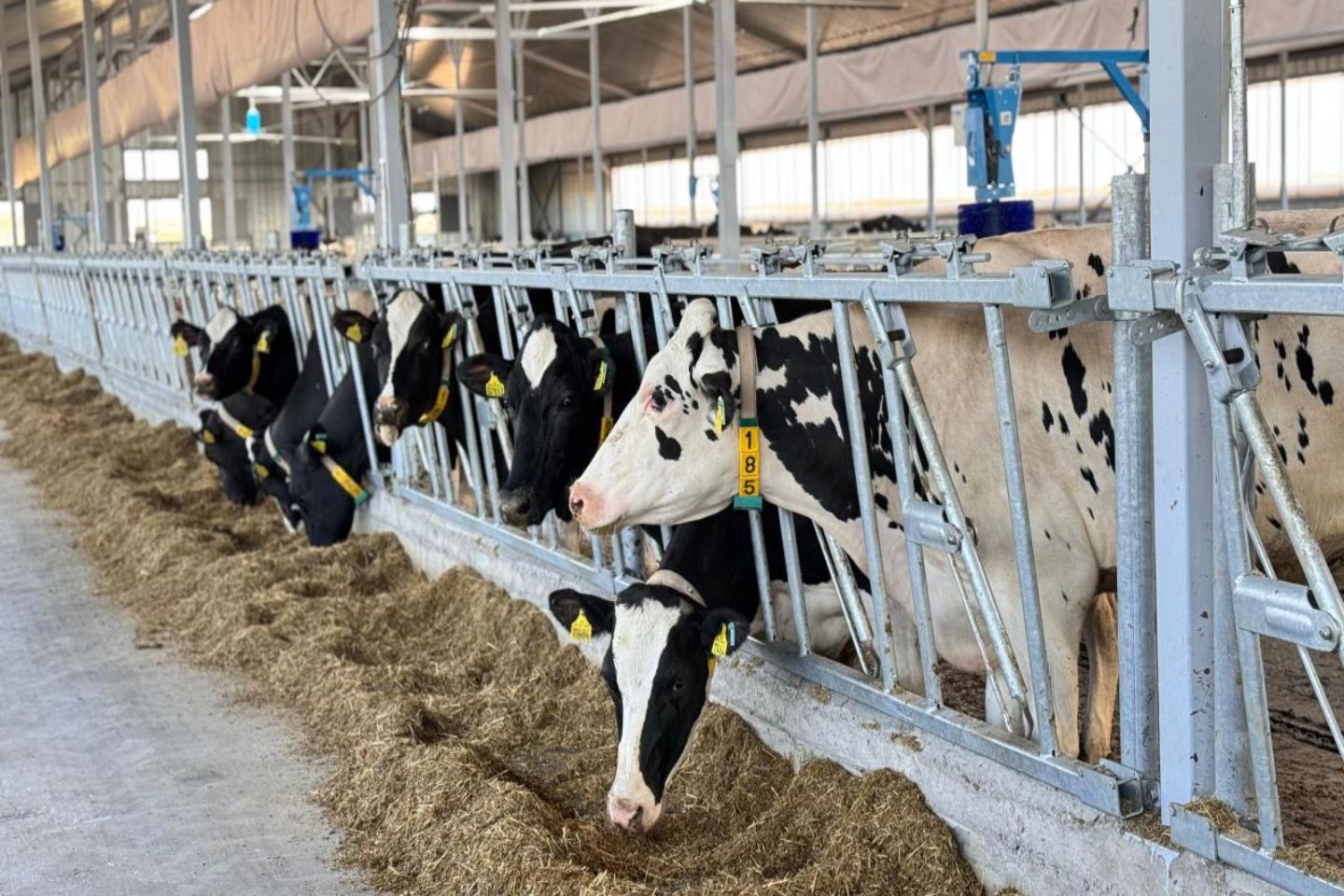 Новости Казахстана / Казахстан завершил заготовку почти 40 млн тонн кормов для зимовки скота