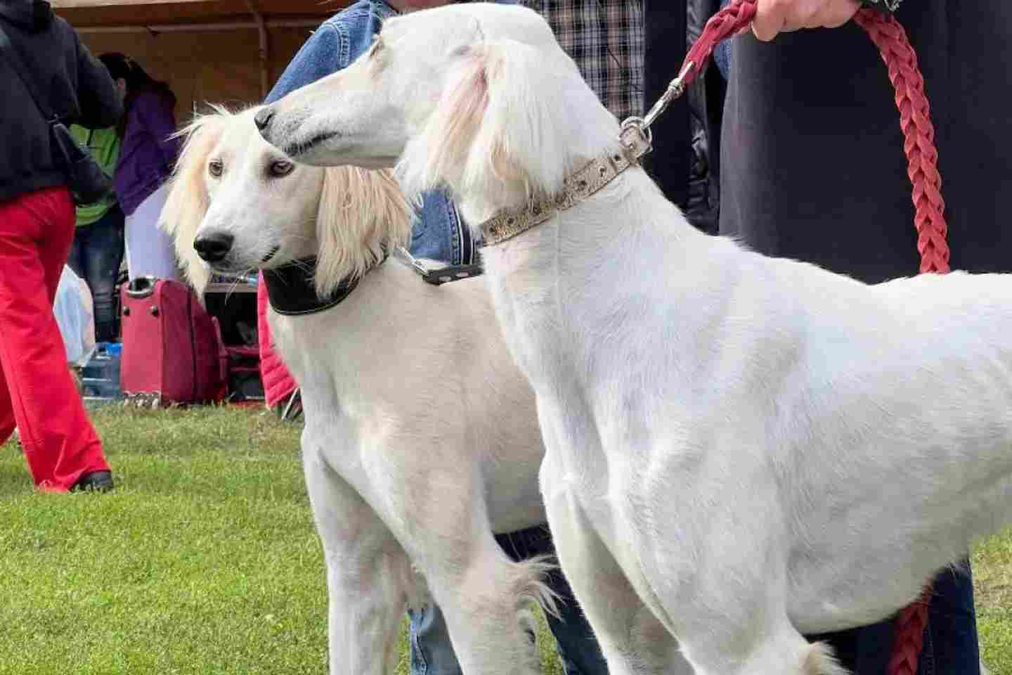 Новости Казахстана / Общество в Казахстане / Соревнования среди казахских тазы провели в Алматинской области Новости Казахстана / Общество в Казахстане / Соревнования среди казахских тазы провели в Алматинской области