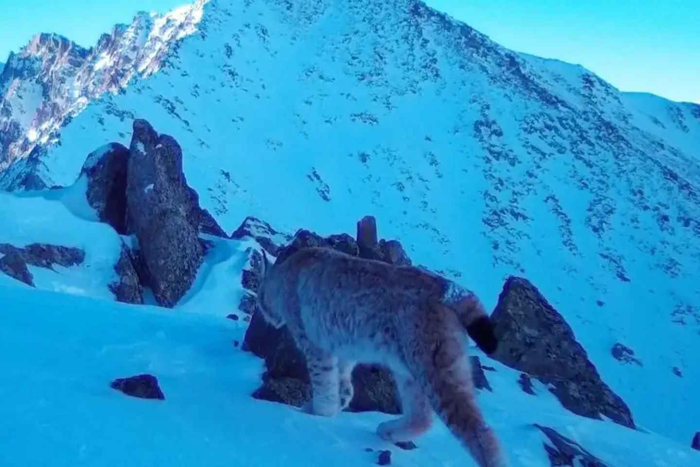 Усть-Каменогорск и ВКО / В Катон-Карагае в фотоловушку попала рысь