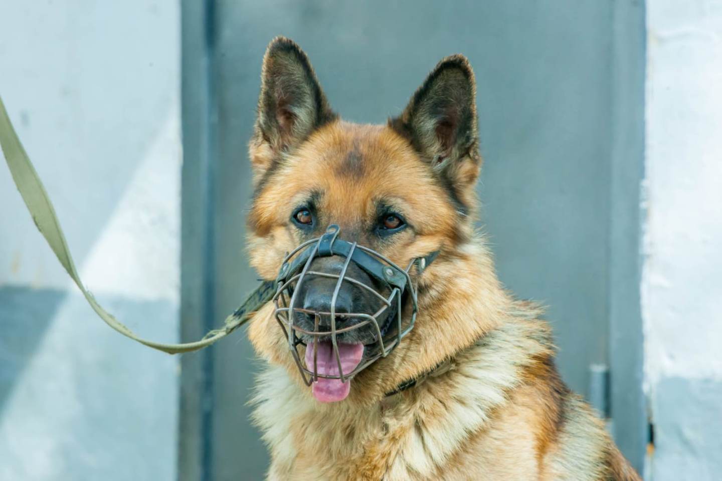Происшествия в Казахстане и мире / Служебная собака задержала карманника в Семее