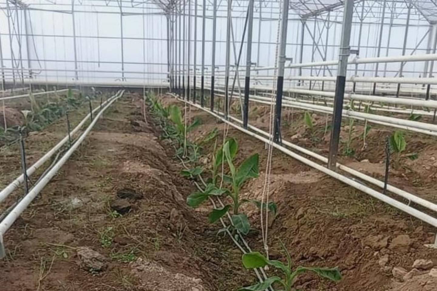 Новости Казахстана / Экономика в Казахстане / В Туркестанской области в промышленных объемах начнут выращивать бананы