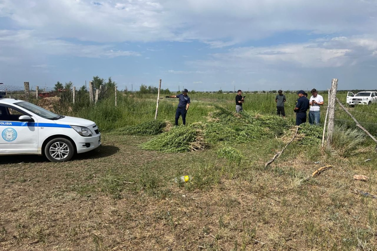 Усть-Каменогорск и ВКО / ШҚО-да 20 гектар аумақта өсіп тұрған жабайы қарасора жойылды