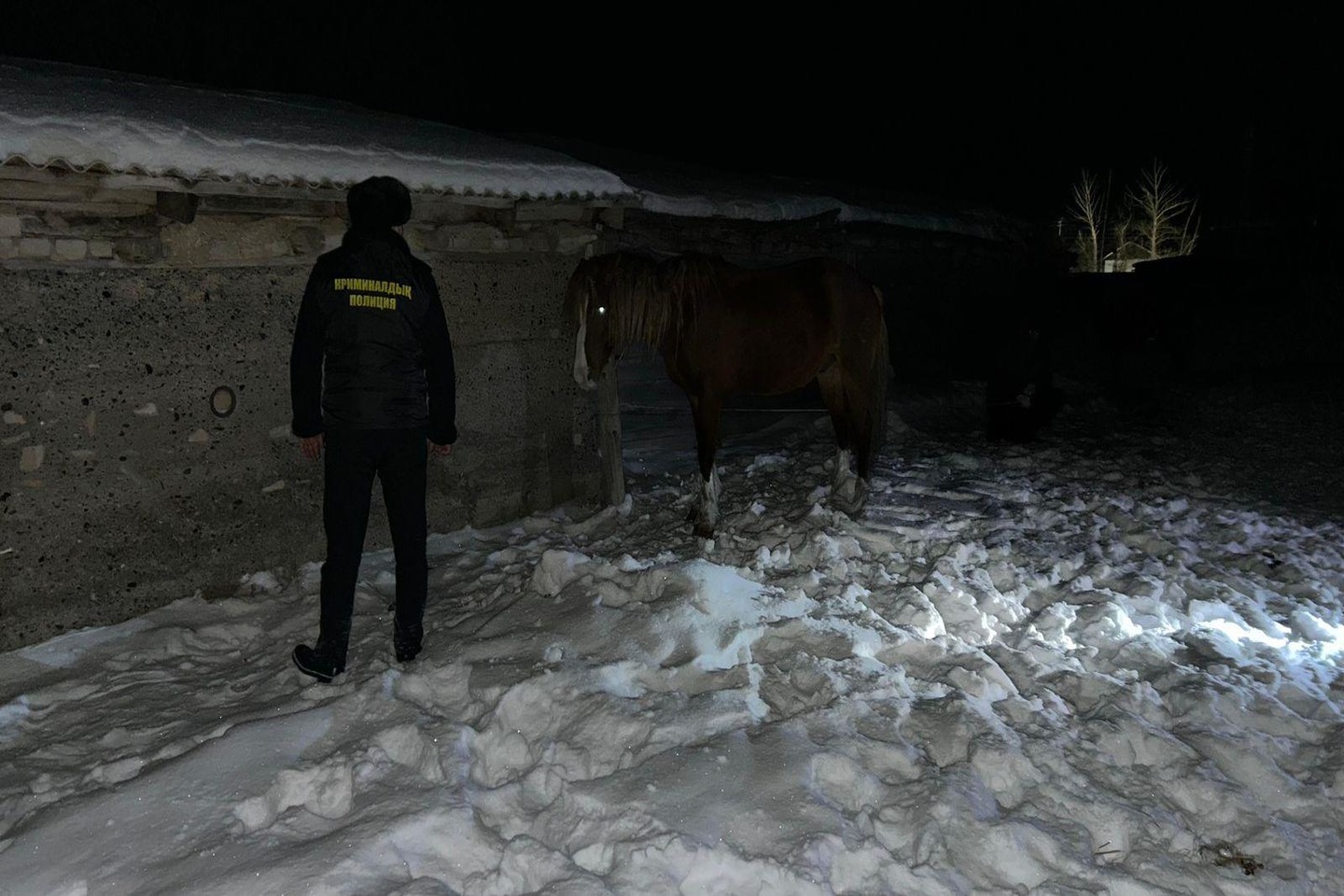 Усть-Каменогорск и ВКО / ШҚО-да бақташы ірі көлемде мал ұрлаған