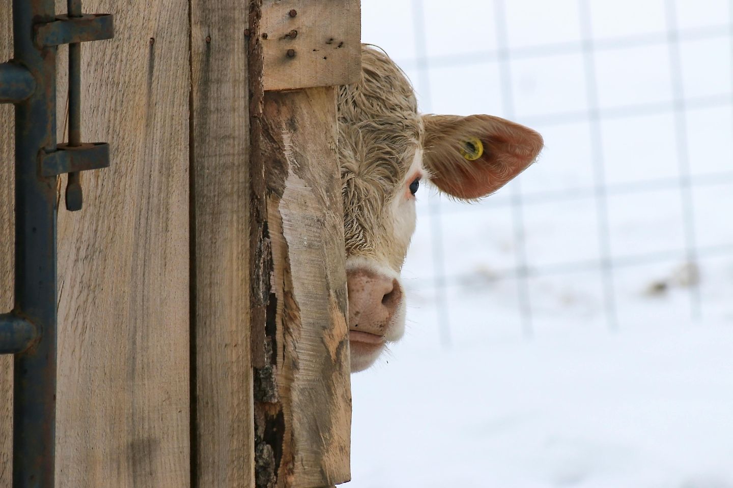 Усть-Каменогорск и ВКО / Коровы-то живые: в ВКО оспаривают в суде возврат субсидий на племенной скот
