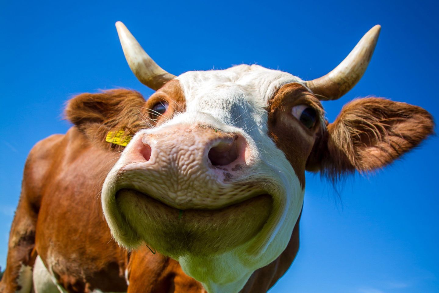 Новости мира / Беглая германская корова нашла временную свободу среди овечьего стада Новости мира / Беглая германская корова нашла временную свободу среди овечьего стада