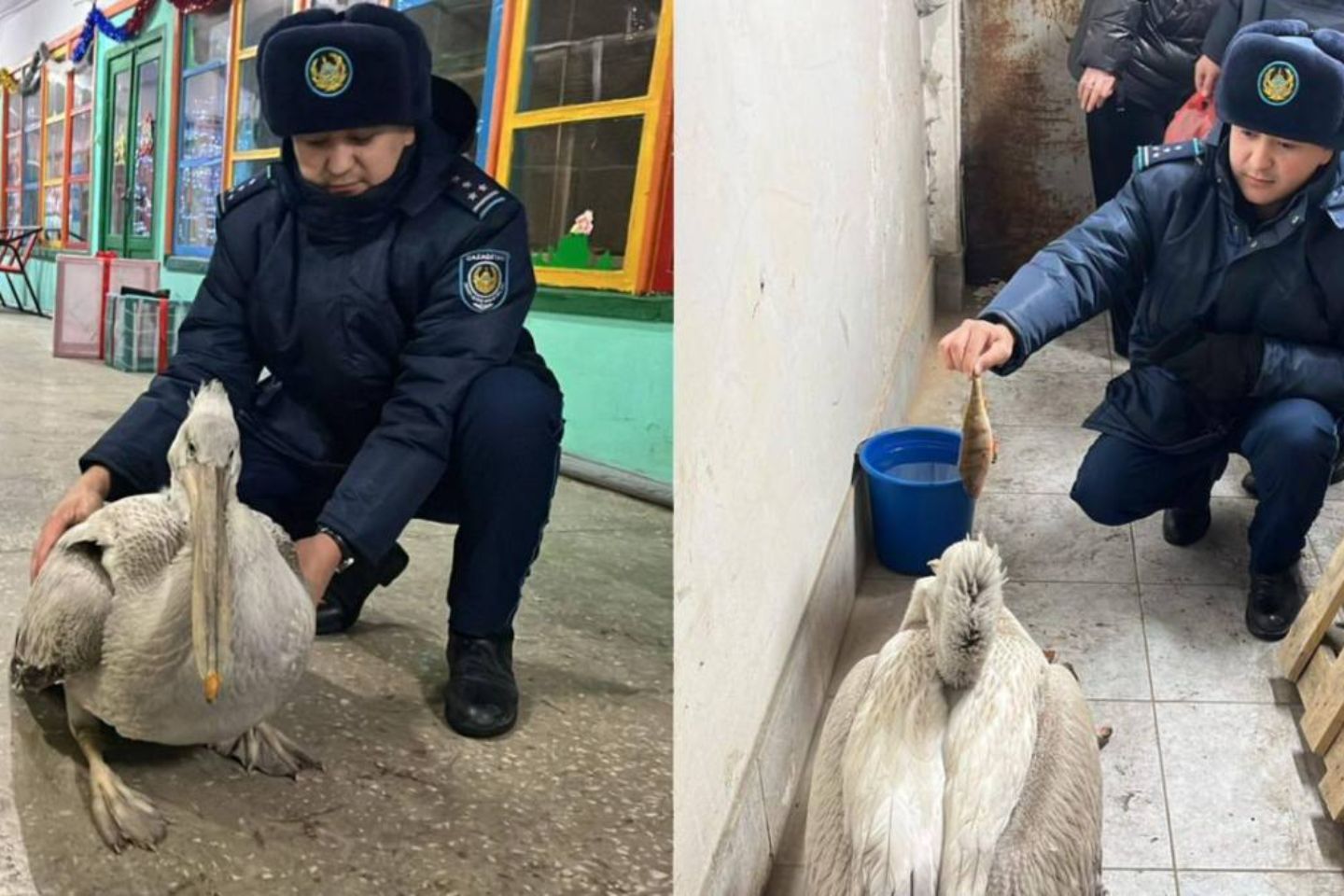 Новости Казахстана / Редкий пеликан оказался в беде: как в Семее спасли краснокнижную птицу