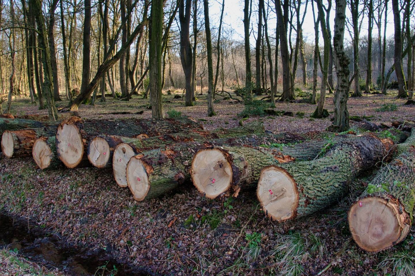 Новости мира / Политика в мире / Евросоюз введет запрет на продажу товаров, полученных в результате вырубки лесов