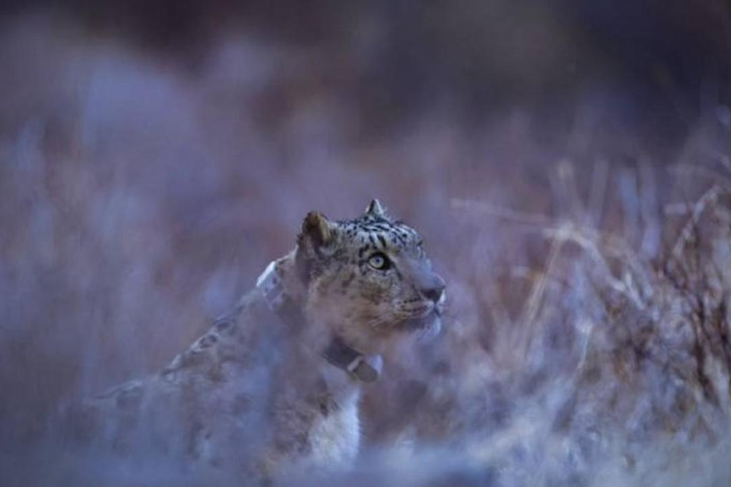 Новости Казахстана / На снежного барса надели "модный" ошейник в Казахстане Новости Казахстана / На снежного барса надели "модный" ошейник в Казахстане