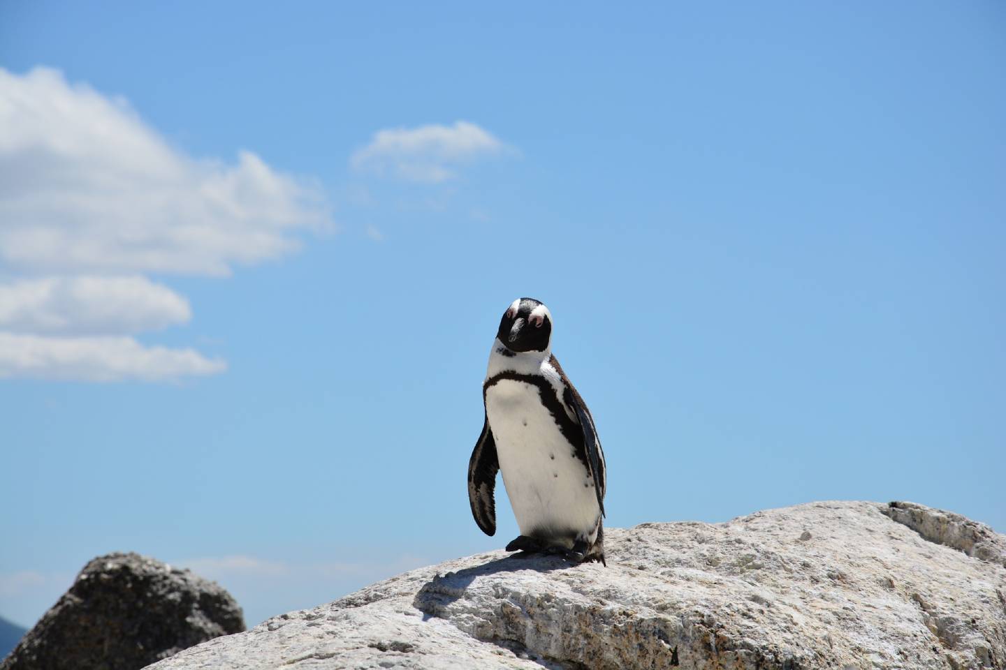 Новости мира / Интересные новости / Смертельное заболевание: тысячи пингвинов находятся в зоне риска