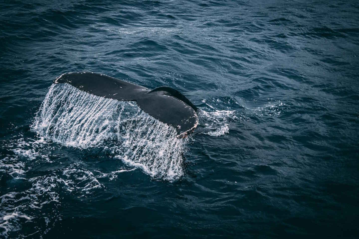 Новости мира / Интересные новости / В США пытаются  спасти североатлантических китов