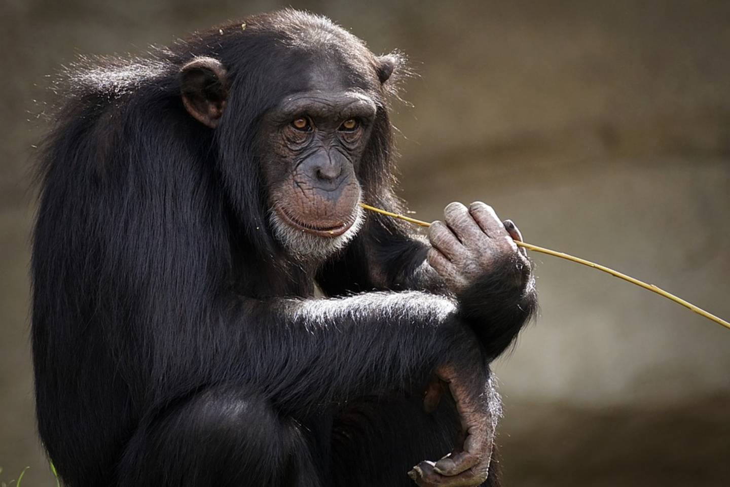 Новости мира / Интересные новости / В России выявили первый случая заболевания оспой обезьян