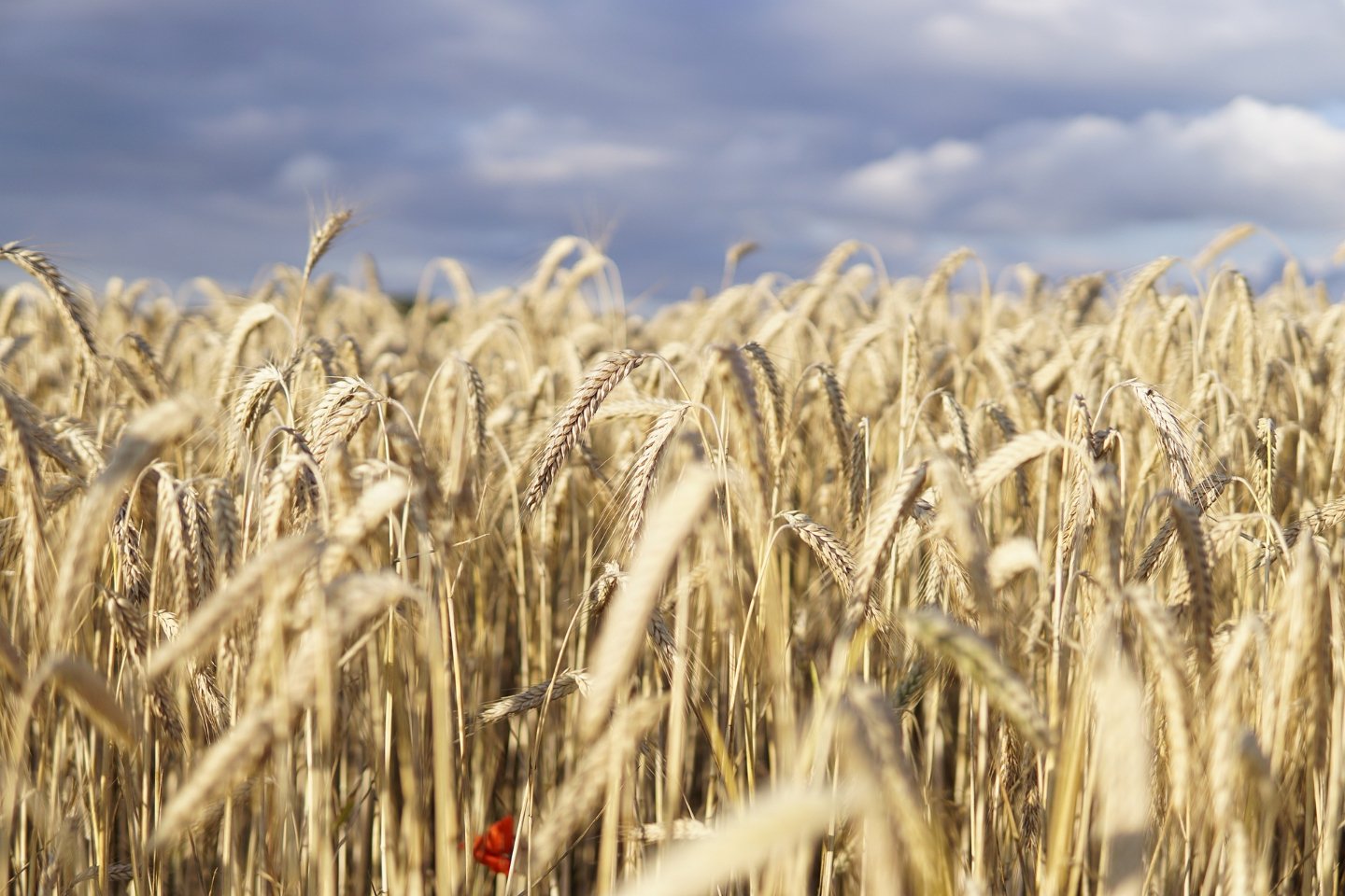 Новости Казахстана / Экономика в Казахстане / Чем грозит Казахстану переизбыток непроданной пшеницы