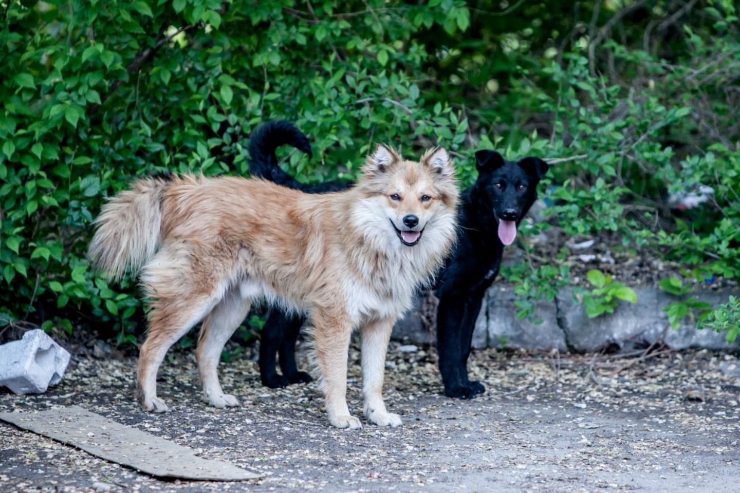 Усть-Каменогорск и ВКО / Усть-Каменогорск / В Реабилитационном центре "ДОСЫМ-ОСКЕМЕН" стартуют бесплатные акции стерилизации Усть-Каменогорск и ВКО / Усть-Каменогорск / В Реабилитационном центре "ДОСЫМ-ОСКЕМЕН" стартуют бесплатные акции стерилизации