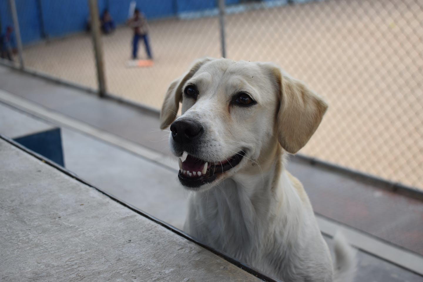Новости Казахстана / Общество в Казахстане / Кафе для посетителей с питомцами становятся новым трендом в Астане Новости Казахстана / Общество в Казахстане / Кафе для посетителей с питомцами становятся новым трендом в Астане
