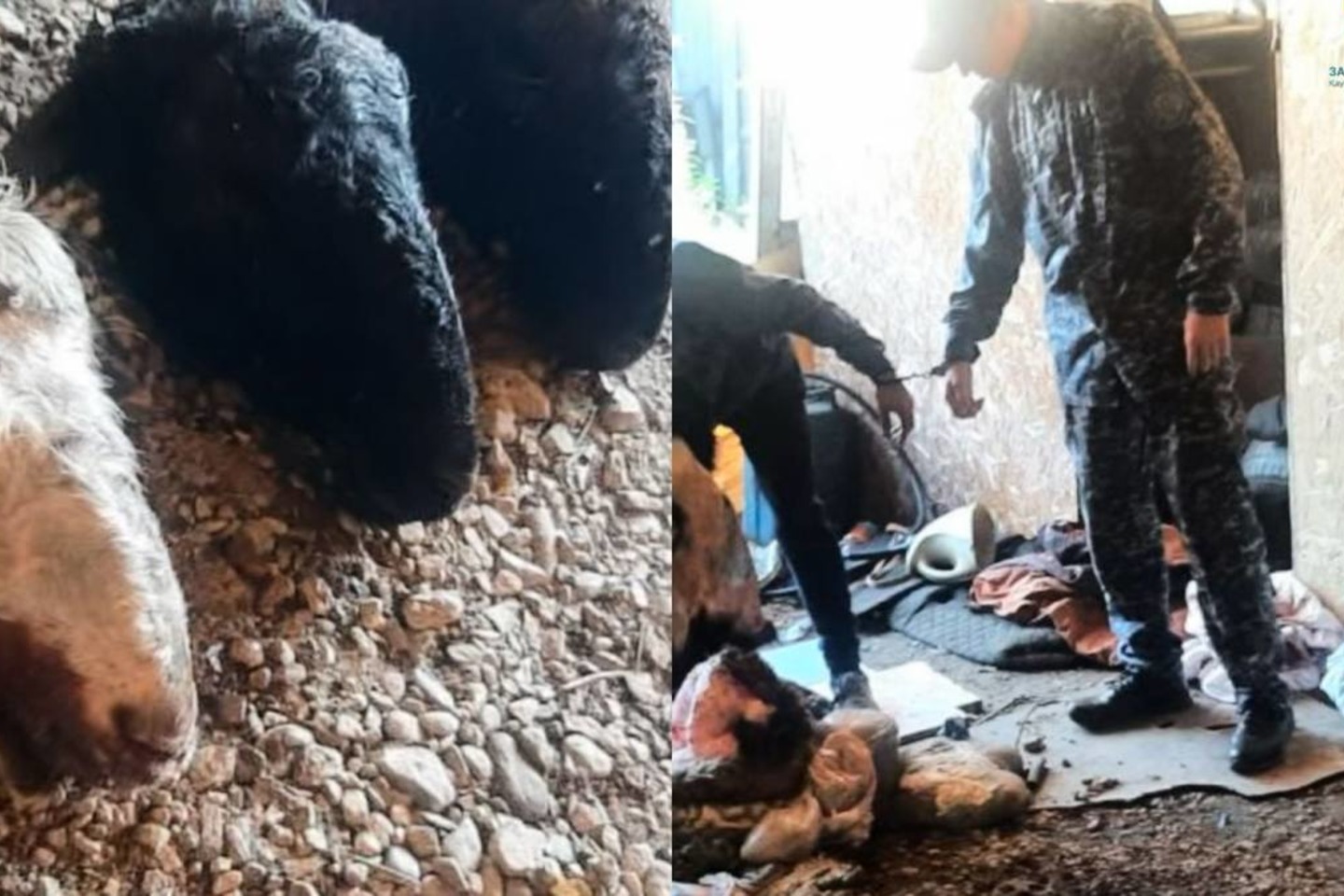 Усть-Каменогорск и ВКО / ШҚО-да мал ұрлығымен айналысқандар құрықталды Усть-Каменогорск и ВКО / ШҚО-да мал ұрлығымен айналысқандар құрықталды