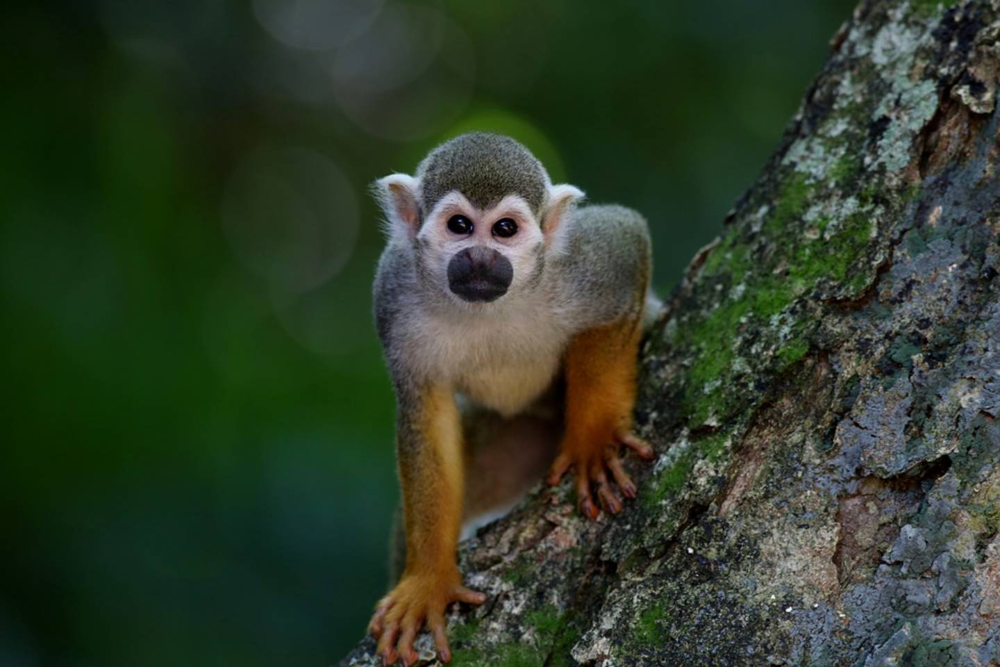 Новости мира / Интересные новости / В Японии участились случаи нападения диких обезьян