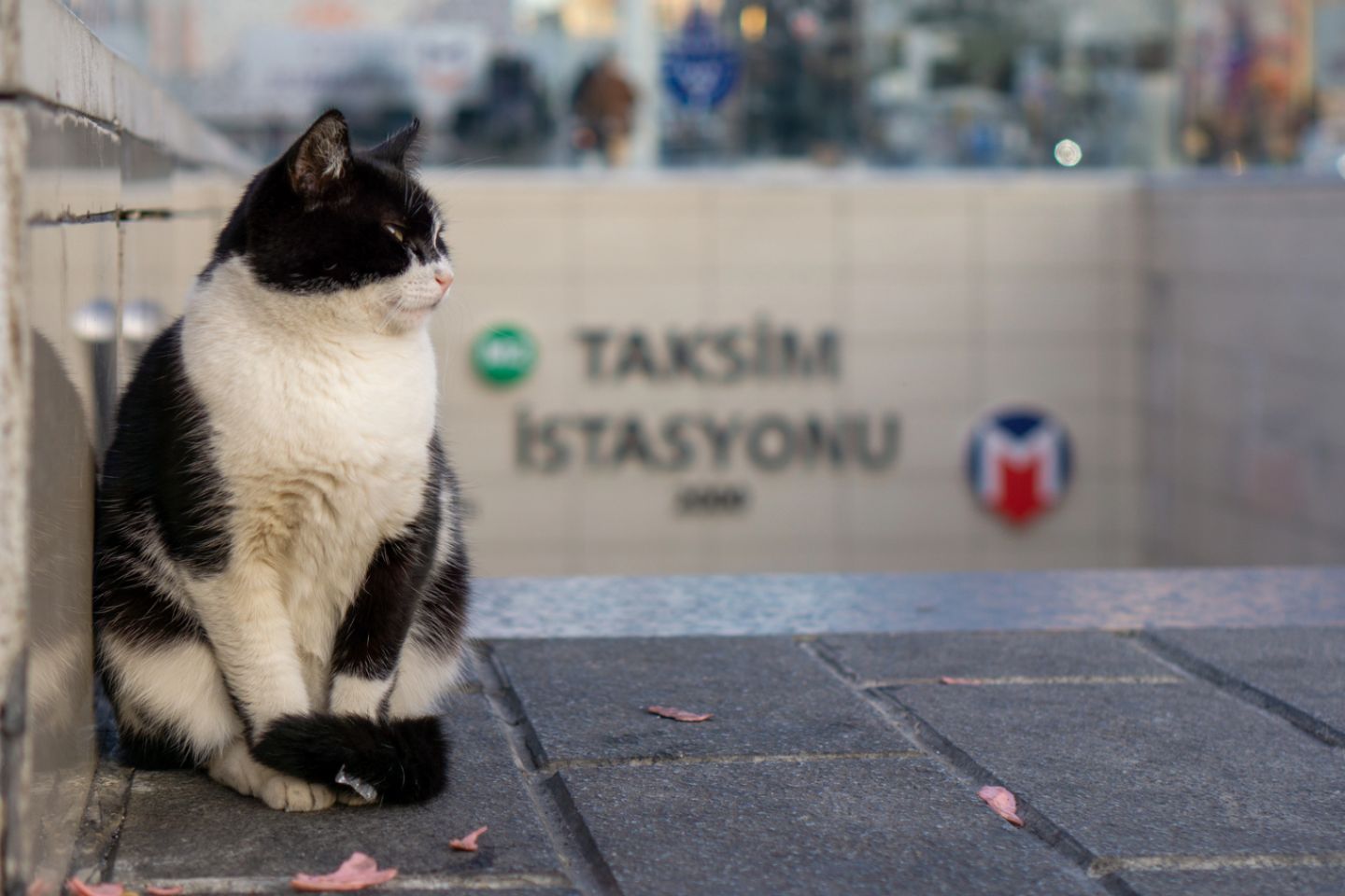Новости мира / У кота из Китая появилось собственное метро