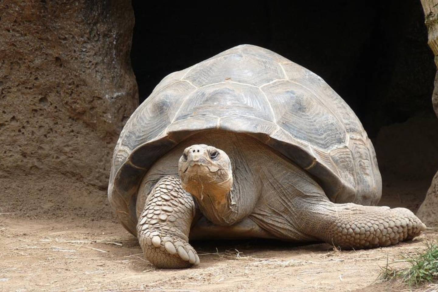Новости мира / Интересные новости / Думали, что вымерла: черепаху редкого вида нашли на Галапагосах