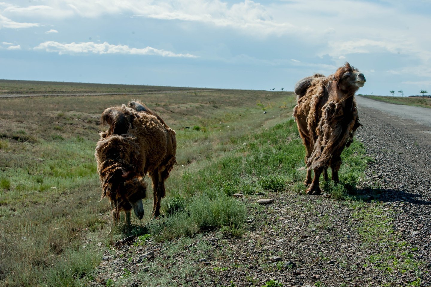 Новости Казахстана / Общество в Казахстане / Штраф за бесконтрольный выпас скота вблизи автодорог хотят увеличить в РК