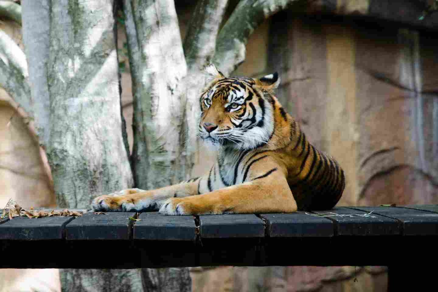 Новости Казахстана / Общество в Казахстане / В Алматинском зоопарке планируют масштабную реконструкцию Новости Казахстана / Общество в Казахстане / В Алматинском зоопарке планируют масштабную реконструкцию