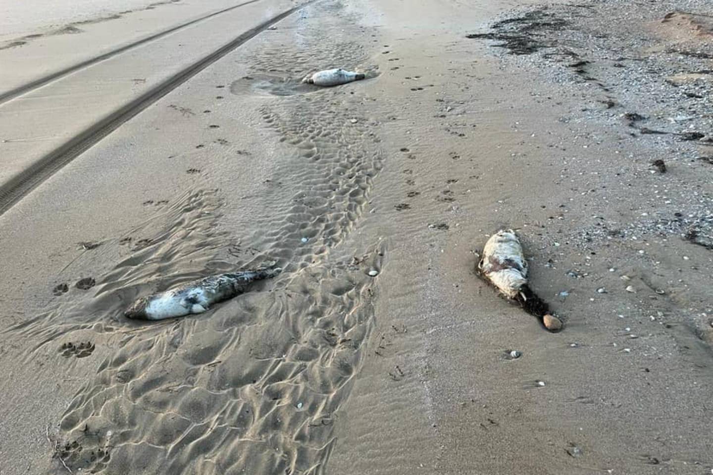 Новости мира / Интересные новости / На берегу Каспийского моря обнаружили туши тюленей и мертвых рыб