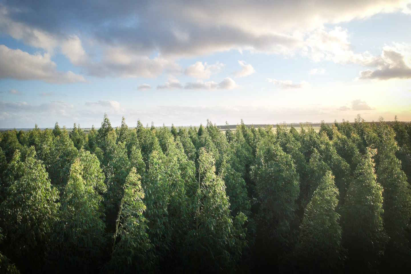 Новости Казахстана / Экономика в Казахстане / В Алматинской области леса выращивать будут с помощью инвесторов