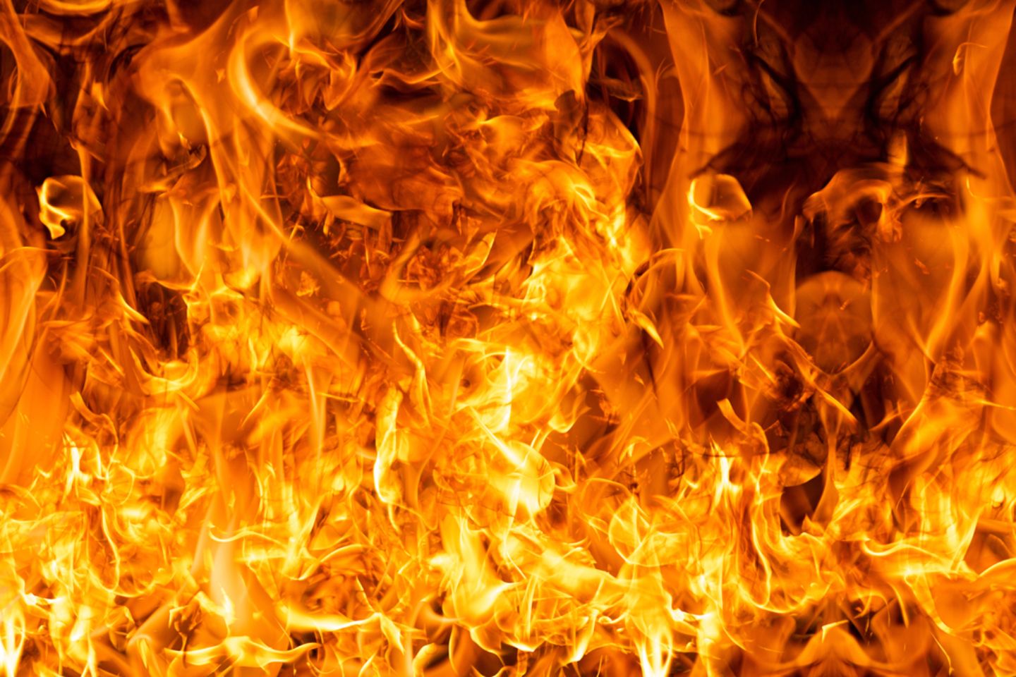 Новости мира / В Гонконге спасатели нашли более 90 домашних животных после пожара в ЖК