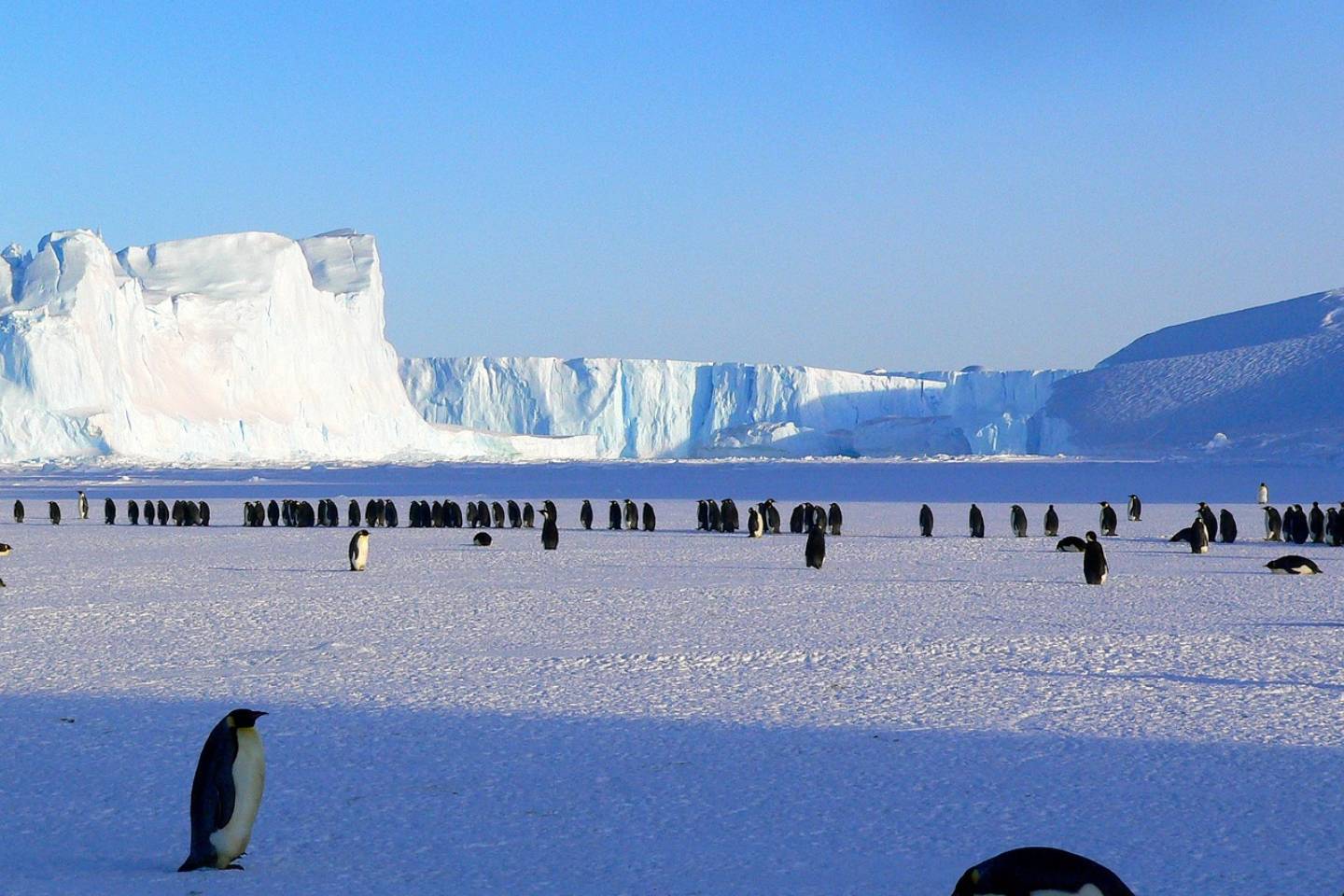 Новости мира / Интересные новости / Африканские пингвины могут исчезнуть к 2035 голу - ученые