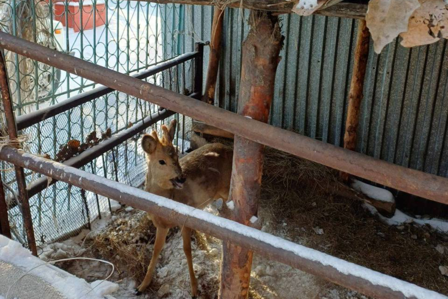 Происшествия в Казахстане и мире / Сибирская косуля сбежала от людей, решивших ее одомашнить, в Семее