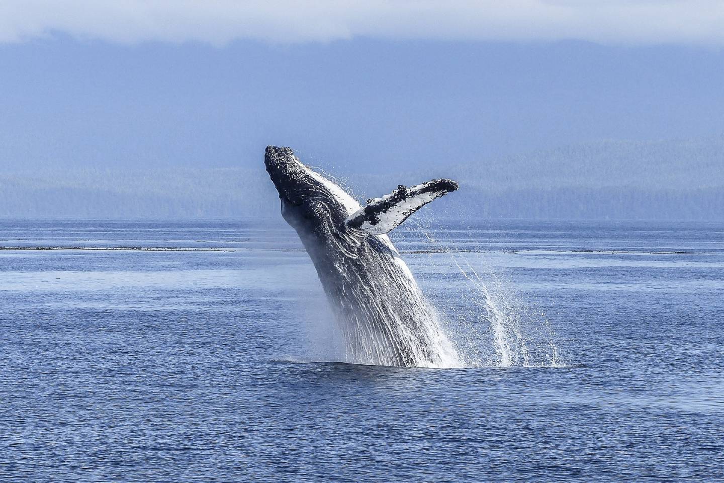 Новости мира / Интересные новости / Ученые обнаружили скелет неизвестного науке кита