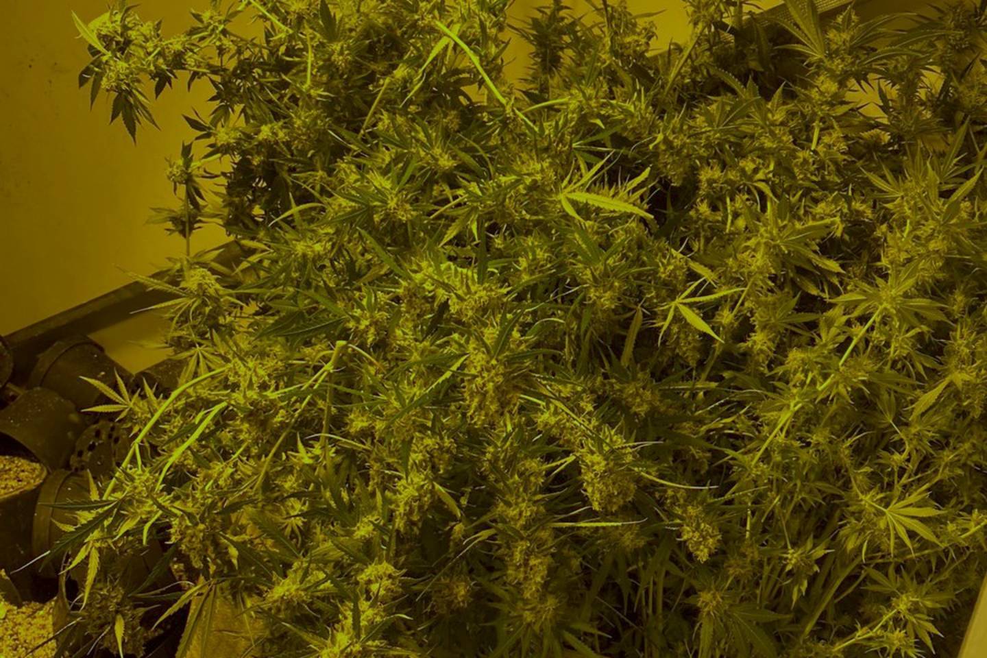 Усть-Каменогорск и ВКО / Нарколабораторию по выращиванию марихуаны ликвидировали полицейские ВКО