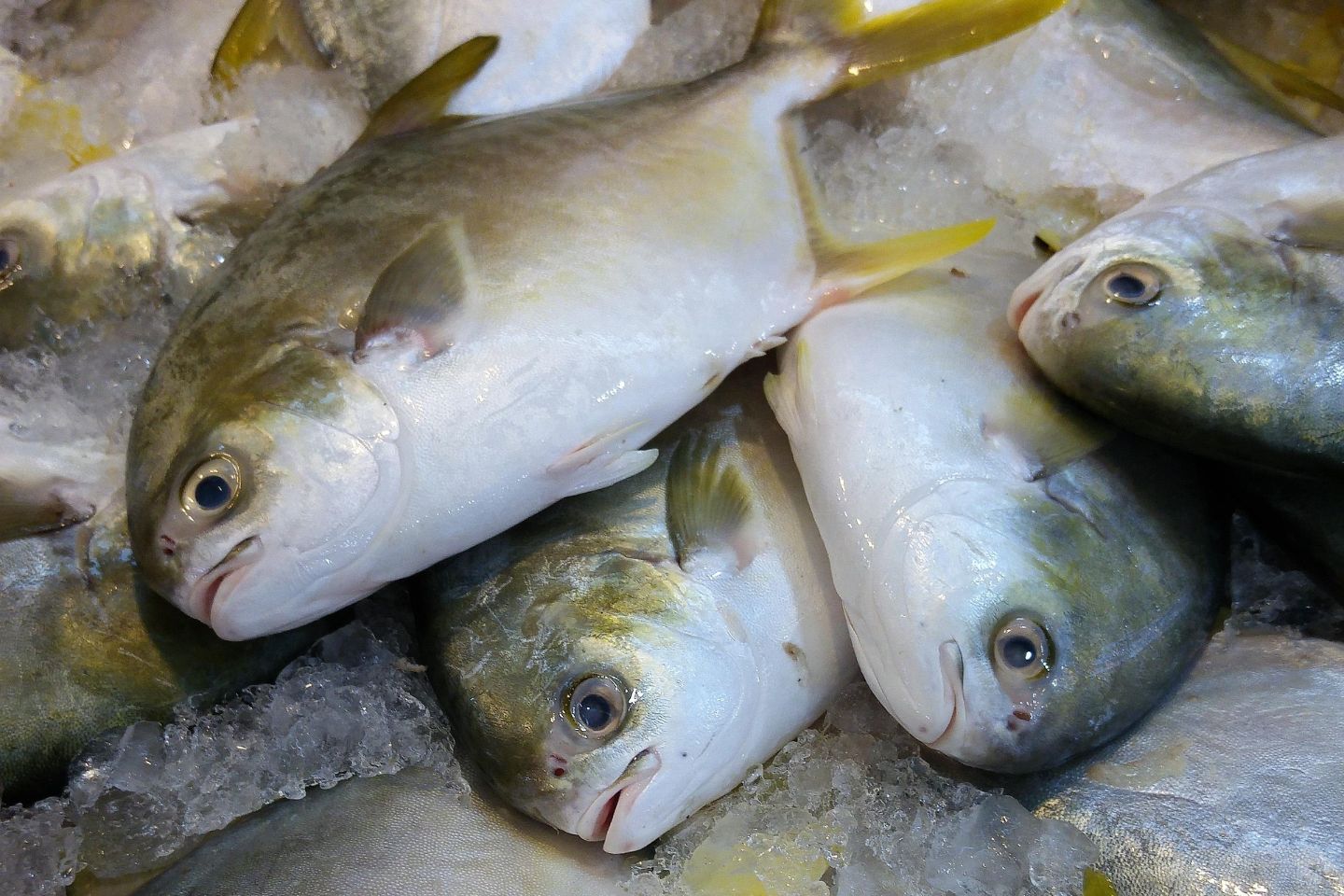 Усть-Каменогорск и ВКО / В Усть-Каменогорске задержали грузовик, перевозивший около 4,2 тонны рыбы Усть-Каменогорск и ВКО / В Усть-Каменогорске задержали грузовик, перевозивший около 4,2 тонны рыбы