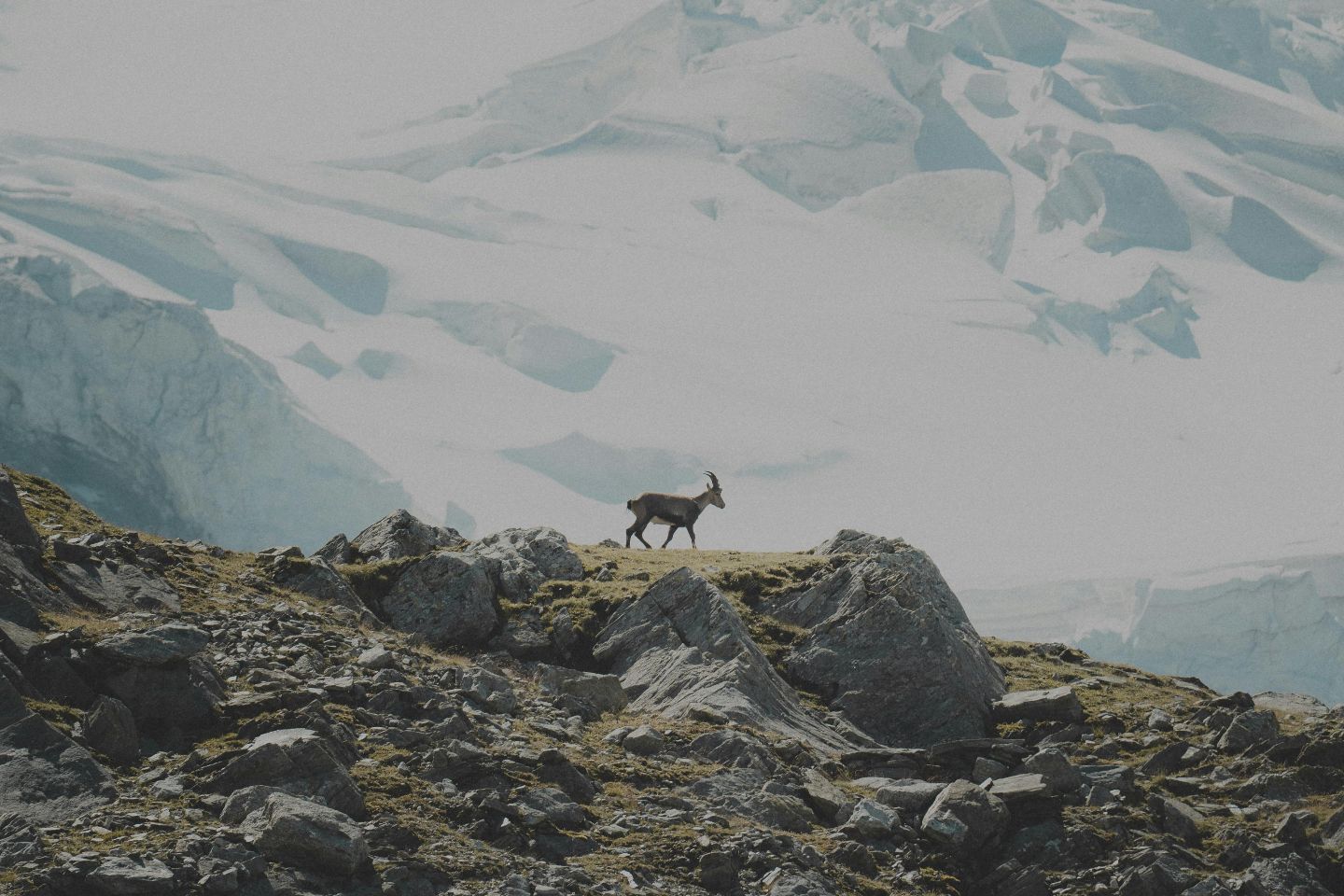Усть-Каменогорск и ВКО / Хвост дыбом: симпатию горного козла к самке показали в Катон-Карагайском нацпарке