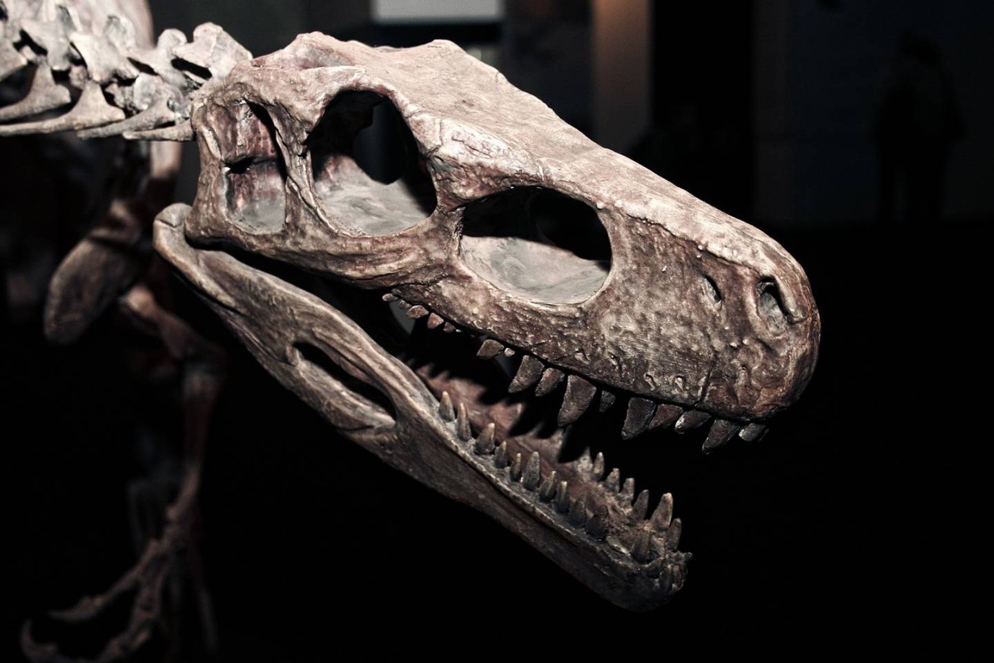 Новости мира / Интересные новости / Окаменелости динозавров и древних птиц обнаружили ученые в чилийской Патагонии
