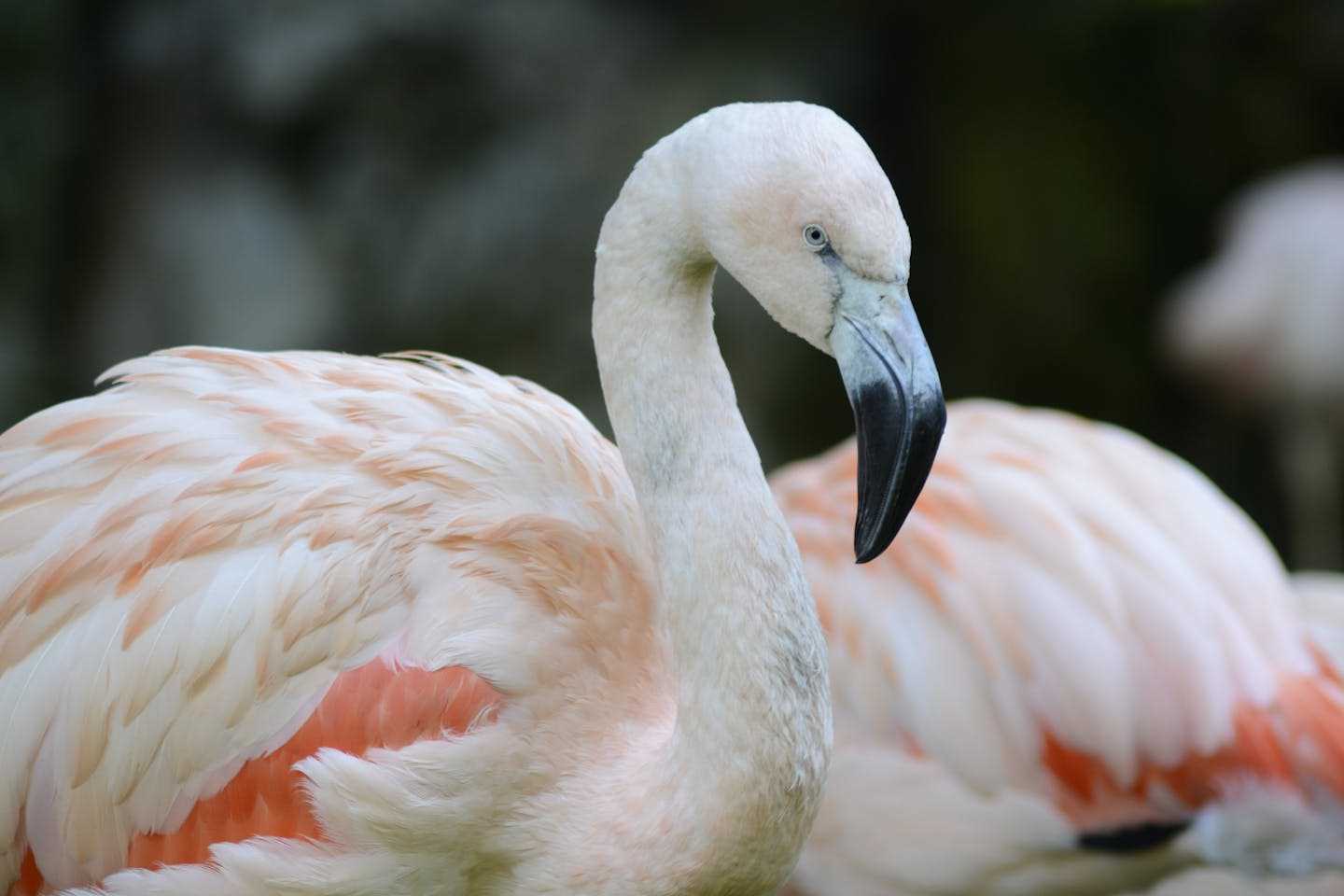 Новости Казахстана / Общество в Казахстане / Стаи фламинго сделали временную остановку в Мангистау