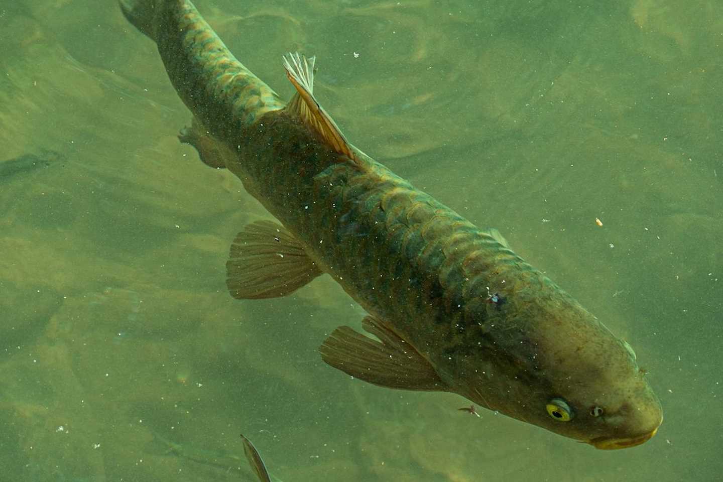 Новости Казахстана / Общество в Казахстане / Акция по охране нерестящейся рыбы началась в Казахстане