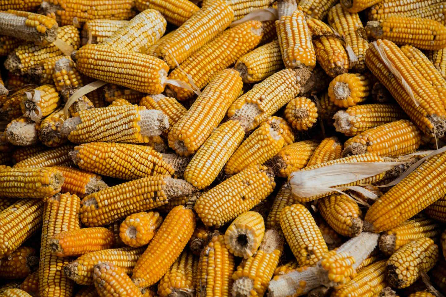 Новости Казахстана / Общество в Казахстане / В Жетысу до сих пор не убран урожай кукурузы