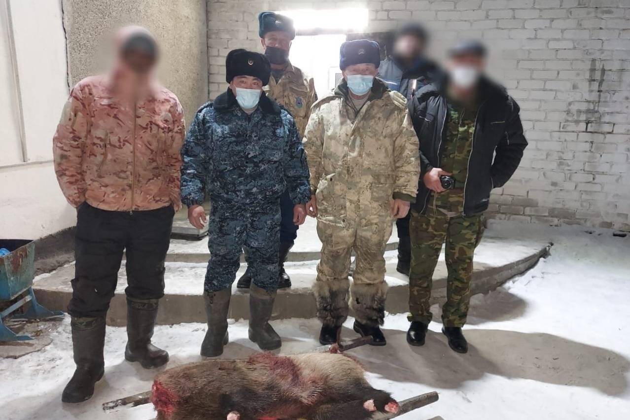 Происшествия в Казахстане и мире / Кабана застрелили на территории одно из лесхозов ВКО