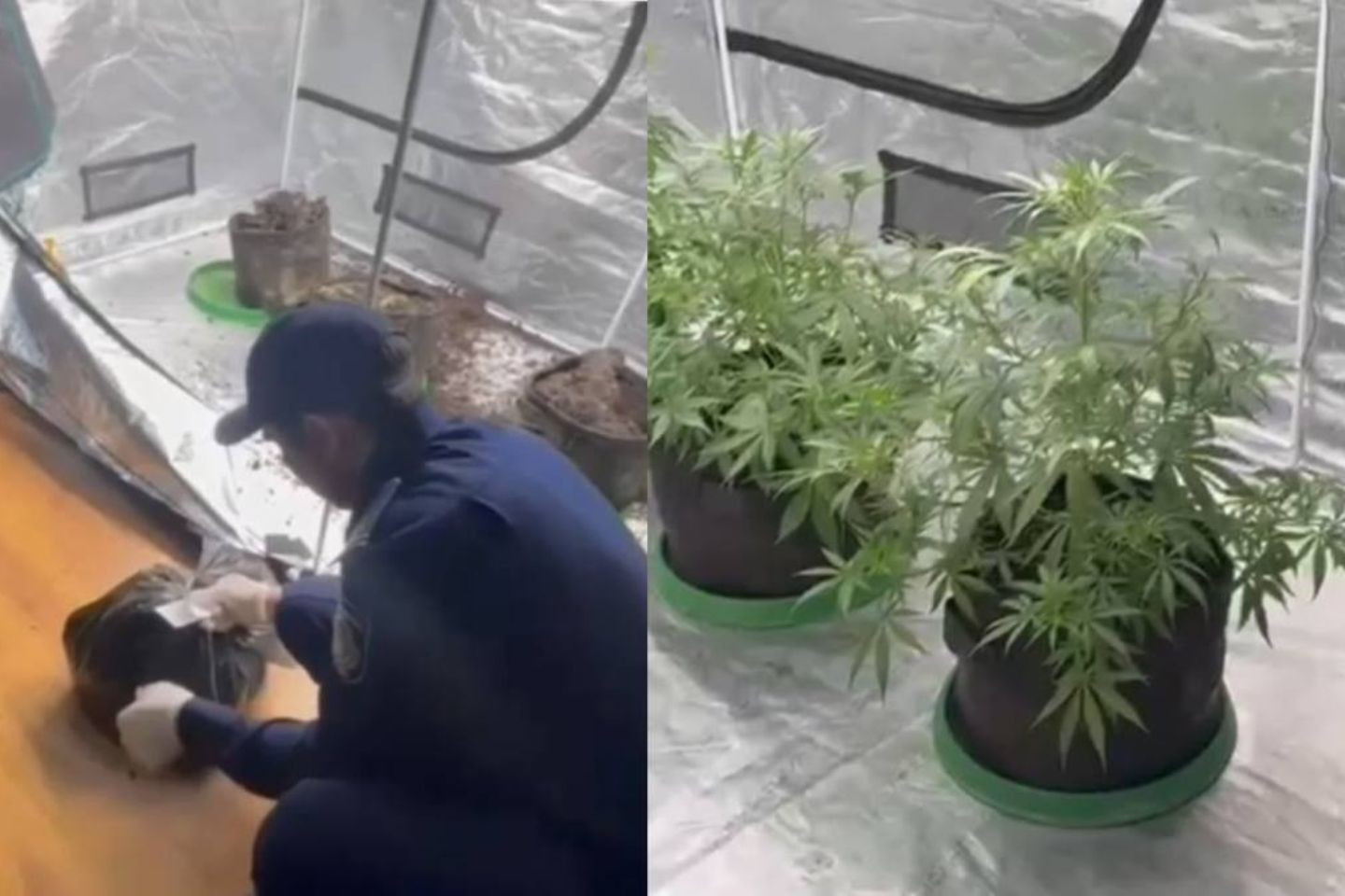 Новости Казахстана / В Алматы среди обычных квартир выявили тайную оранжерею с наркотиками