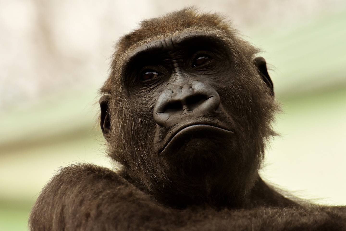 Новости мира / Интересные новости / Ученые обнаружили опасный для человека вирус у африканских обезьян