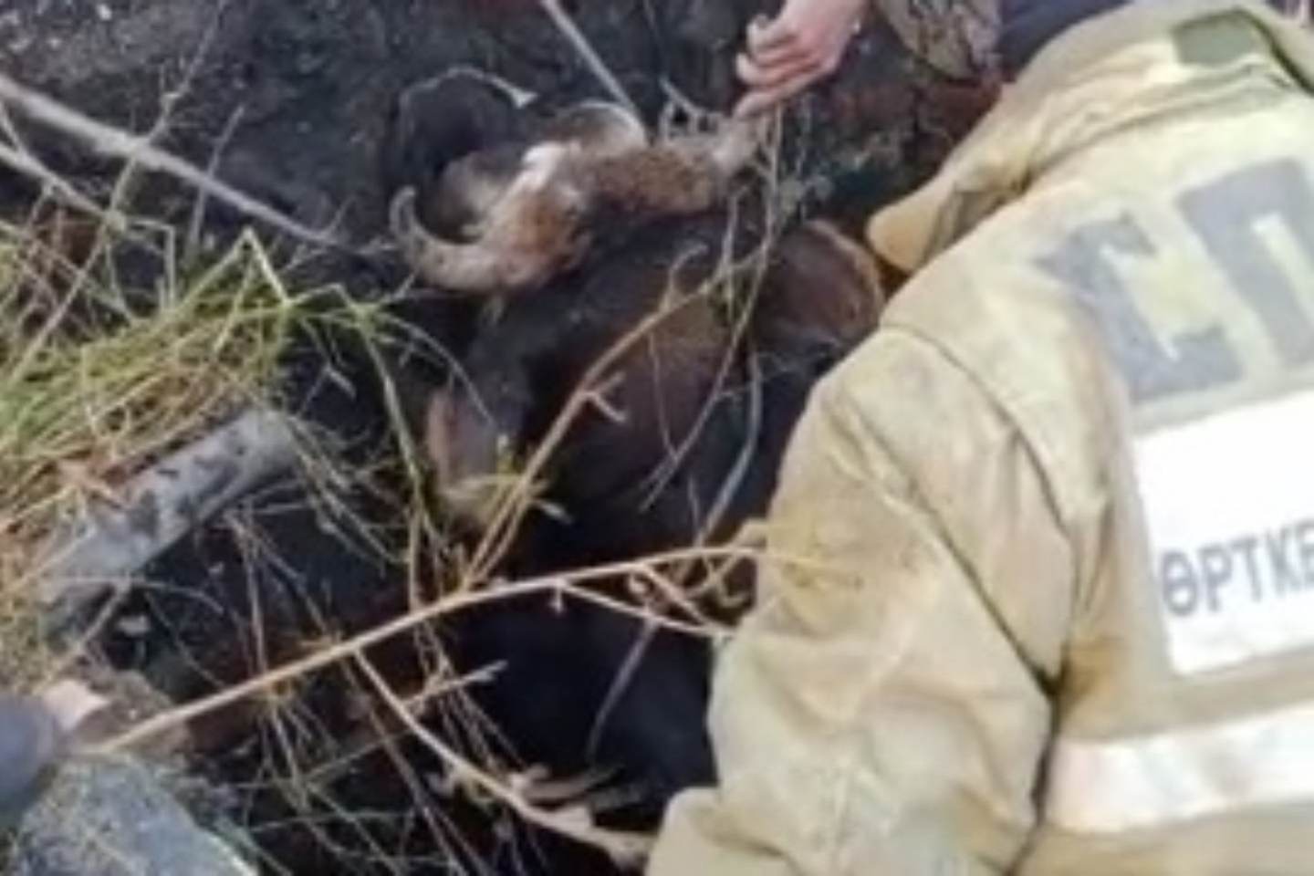Происшествия в Казахстане и мире / Корова на двоек суток застряла в глубокой яме в Риддере