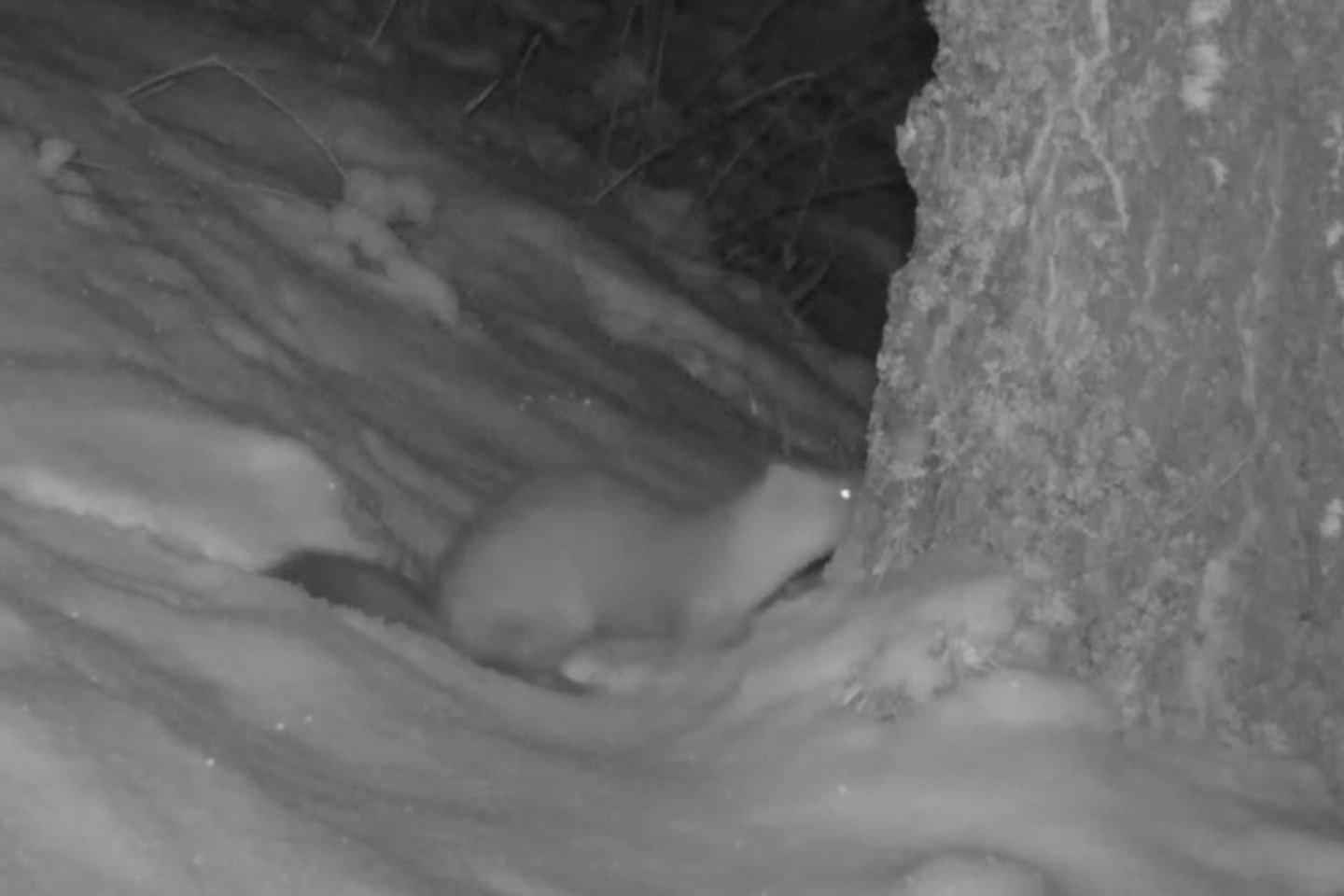 Усть-Каменогорск и ВКО / Катон-Карагай (Катон-Карагайский р-он) / Потрясающие новогодние подарки припасли в лесу Катон-Карагайского нацпарка в ВКО для животных