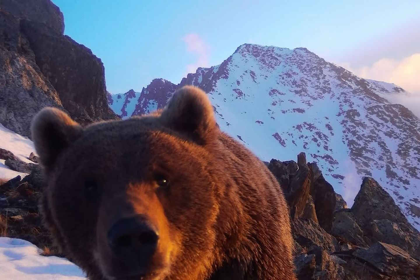 Усть-Каменогорск и ВКО / Бурый мишка попозировал на камеру фотоловушки в Восточном Казахстане