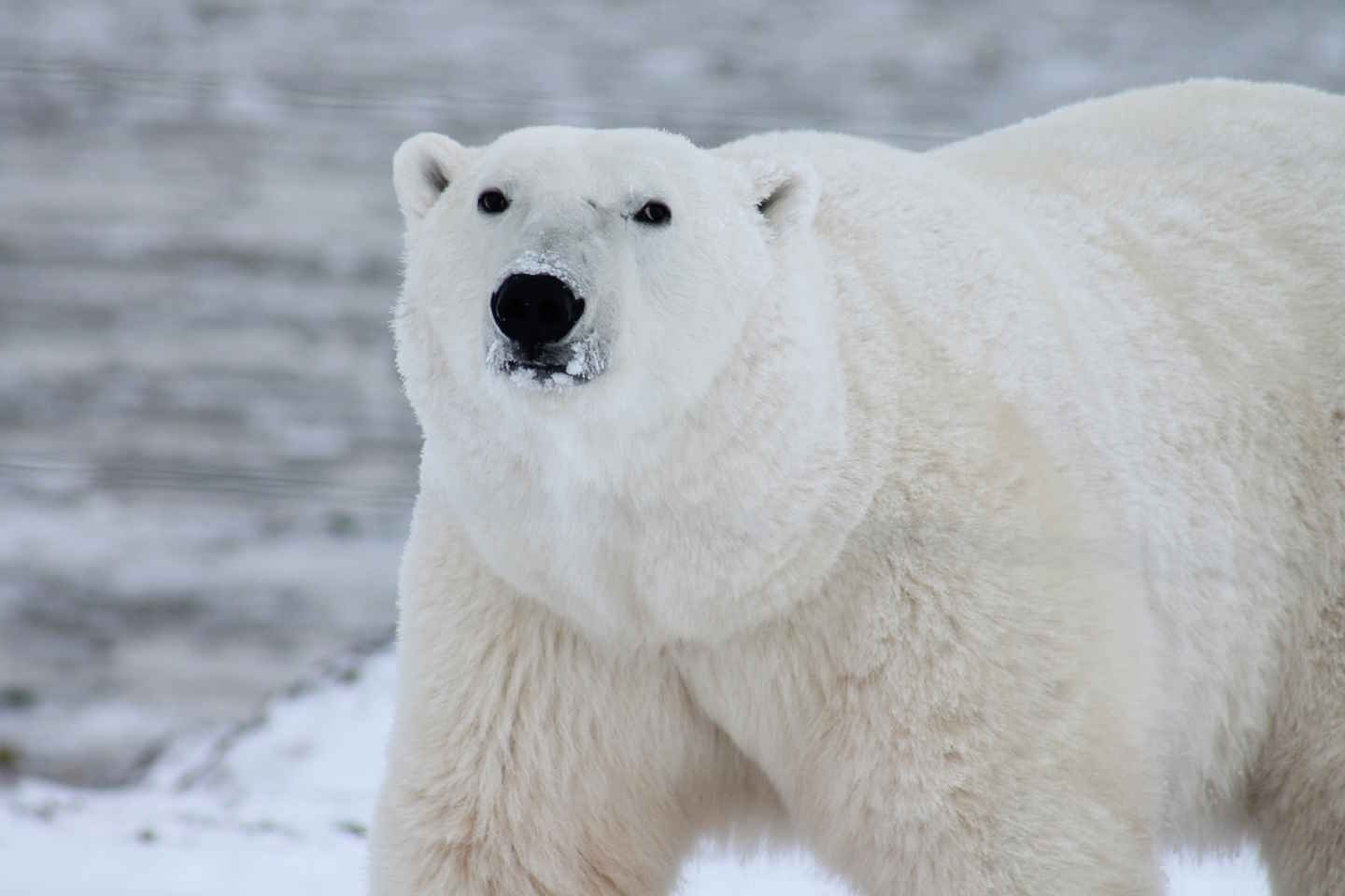 Новости мира / Интересные новости / В Якутии подсчитали численность белых медведей