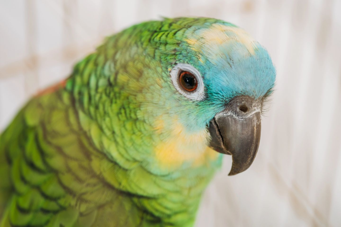 Новости мира / В Перу изъяли несколько сотен попугаев у торговцев