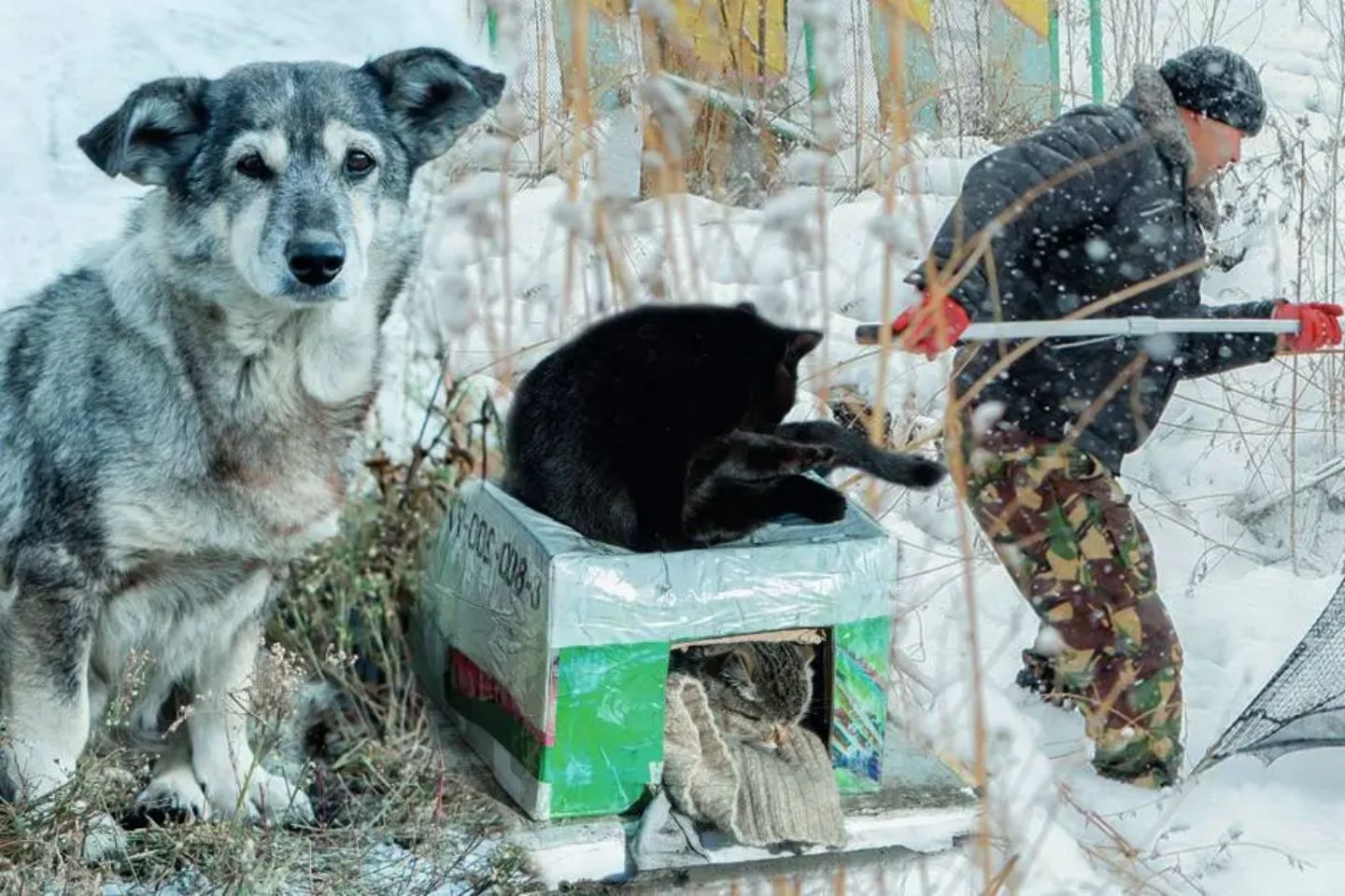 Усть-Каменогорск и ВКО / Усть-Каменогорск / Нападения собак и закон: кто виноват и как решать проблему в Усть-Каменогорске Усть-Каменогорск и ВКО / Усть-Каменогорск / Нападения собак и закон: кто виноват и как решать проблему в Усть-Каменогорске